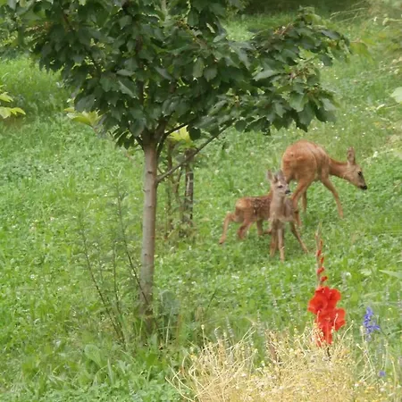 Dolce Risveglio Sospirolo