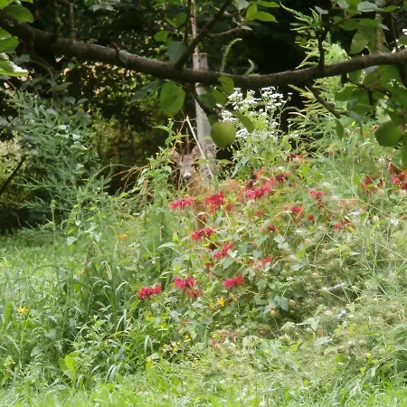 Dolce Risveglio Bed & Breakfast *