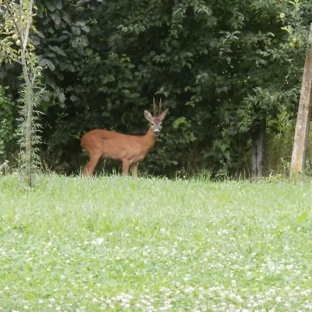 Dolce Risveglio