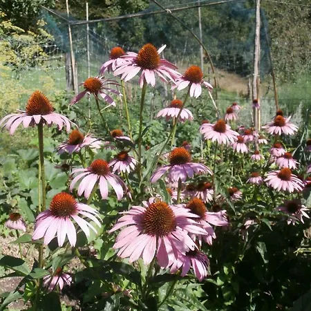 Dolce Risveglio Bed & Breakfast