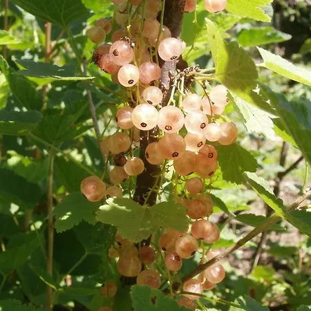Dolce Risveglio Sospirolo