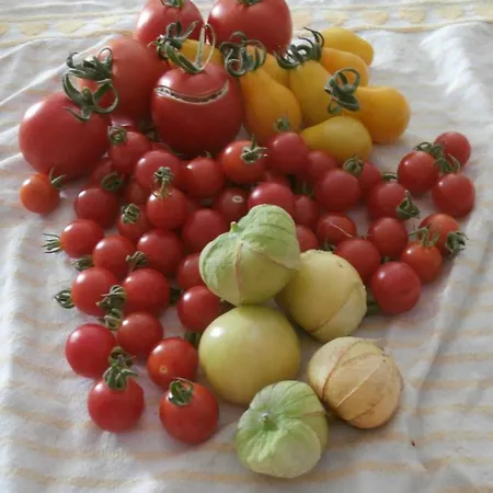 Dolce Risveglio *
